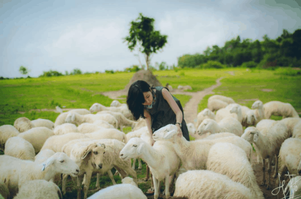 Đẹp ngỡ ngàng với bức ảnh được chụp tại cánh đồng cừu Đẹp ngỡ ngàng với bức ảnh được chụp tại cánh đồng cừu
