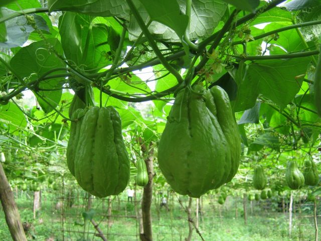 Image result for Su su Tam Đảo