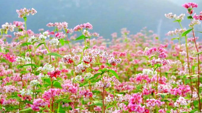 Ngập tràn sắc hoa tại thung lũng hoa hồ Tây