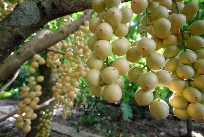 Dâu Hạ Châu (nguồn sưu tầm) Dâu Hạ Châu (nguồn sưu tầm)