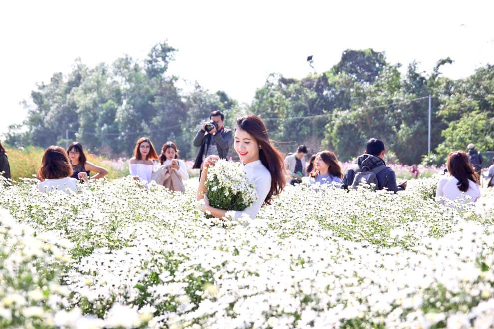 chụp ảnh với cúc họa mi bãi đá sông hồng