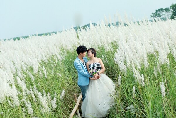 cỏ lau bãi đá sông hồng