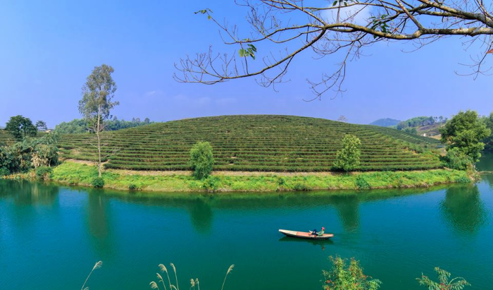 Đồi chè Thanh Chương Nghệ An 