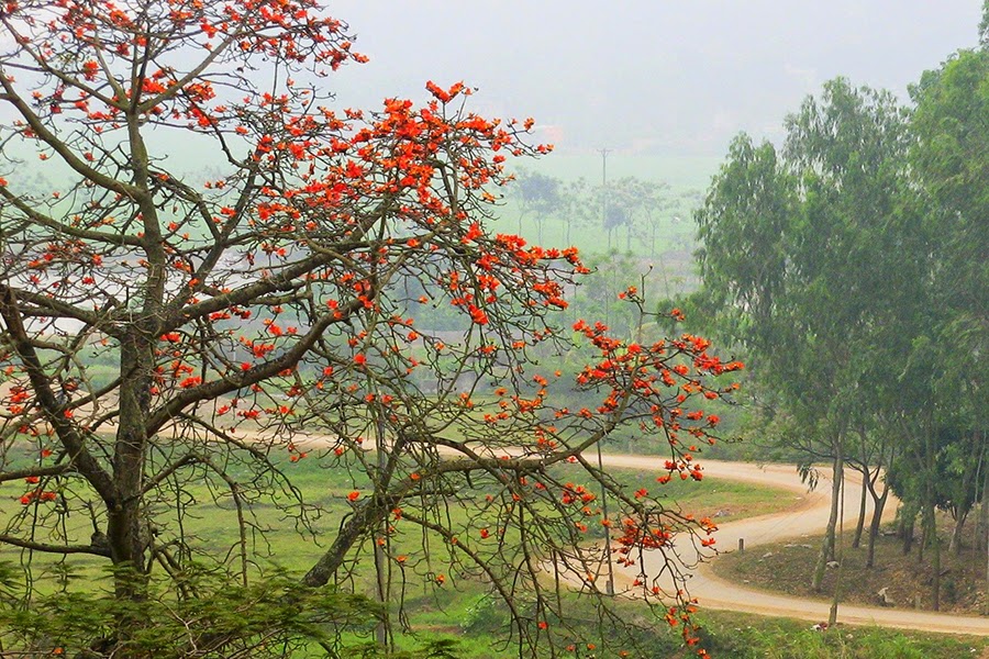 núi trầm mùa hoa gạo