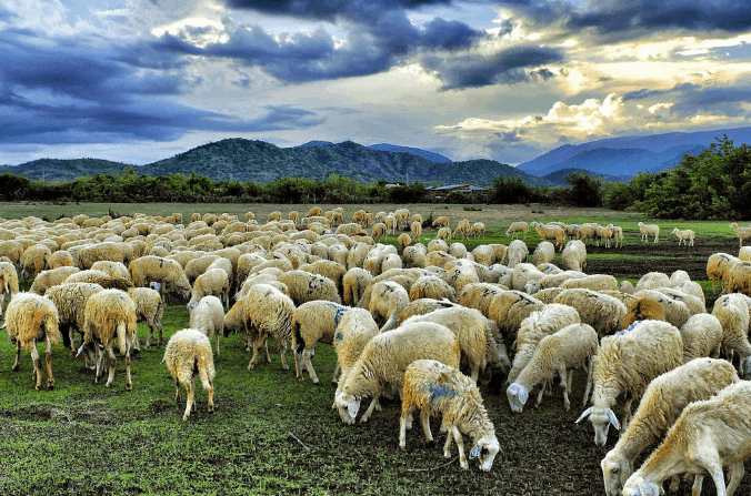 Địa điểm đồng Cừu Suối Nghệ ở Vũng Tàu