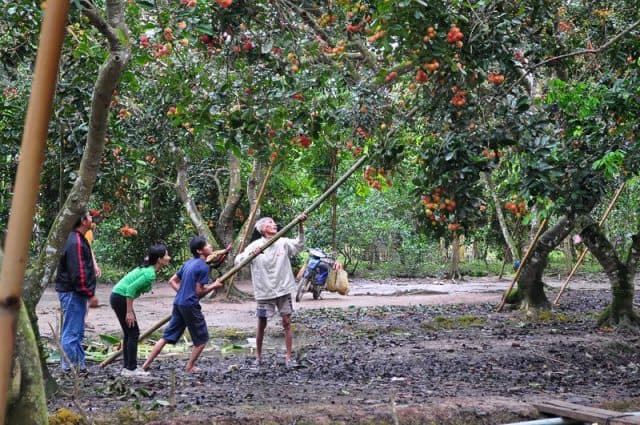 Ghé thăm vườn trái cây Cồn Phụng