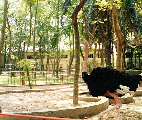 Đà điểu ở công viên Thủ Lệ