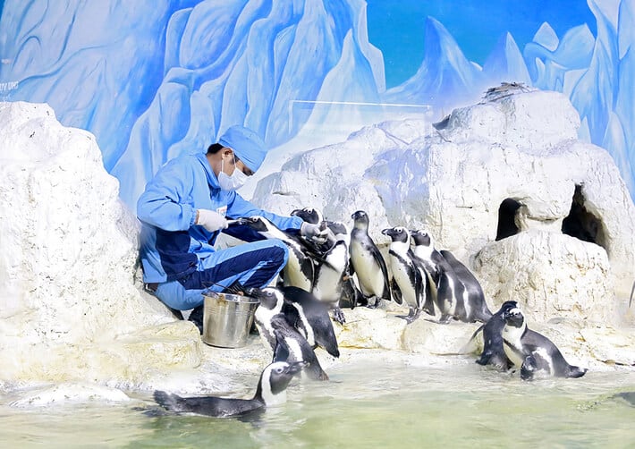 Những chú chim cánh cụt đang được nhân viên chăm sóc
