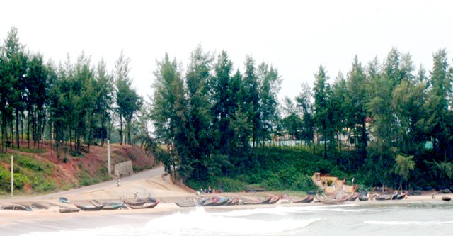 Hàng phi lao tại bãi biển Cửa Tùng Quảng Trị Hàng phi lao tại bãi biển Cửa Tùng Quảng Trị