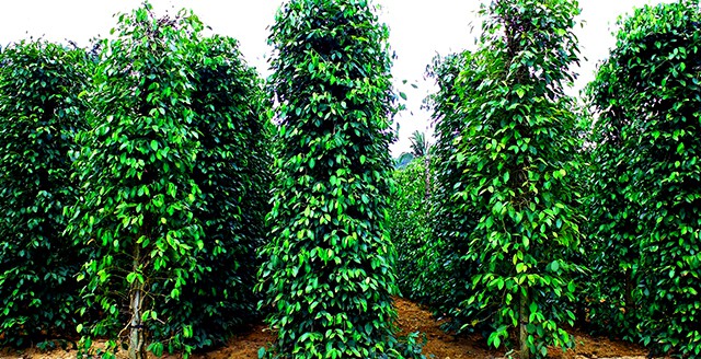 Hàng tiêu đều tăm tắp một màu xanh mướt Hàng tiêu đều tăm tắp một màu xanh mướt