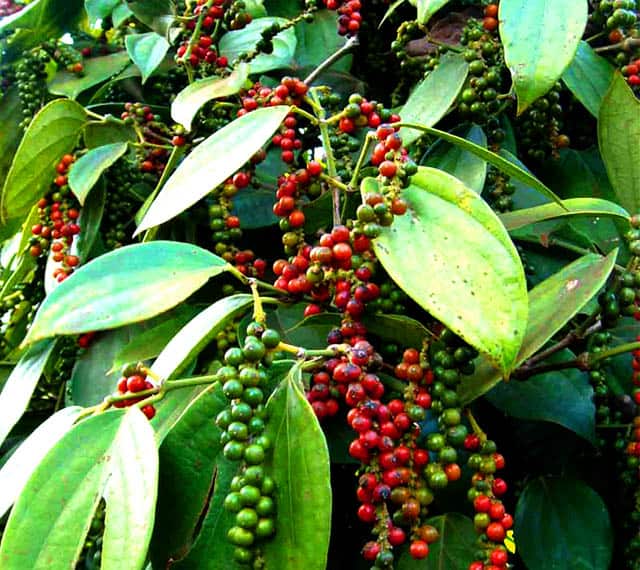 Hạt tiêu chín Hạt tiêu chín