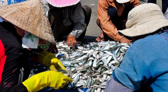 Có rất nhiều loại cá (Ảnh: ST)