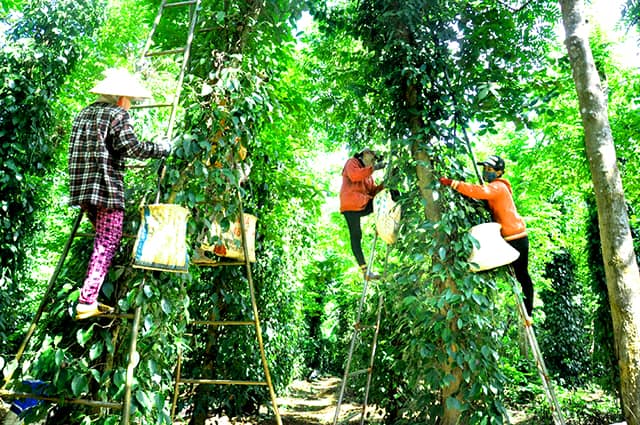 Mùa thu hoạch từ tháng 11 âm lịch đến tháng 2 âm lịch Mùa thu hoạch từ tháng 11 âm lịch đến tháng 2 âm lịch