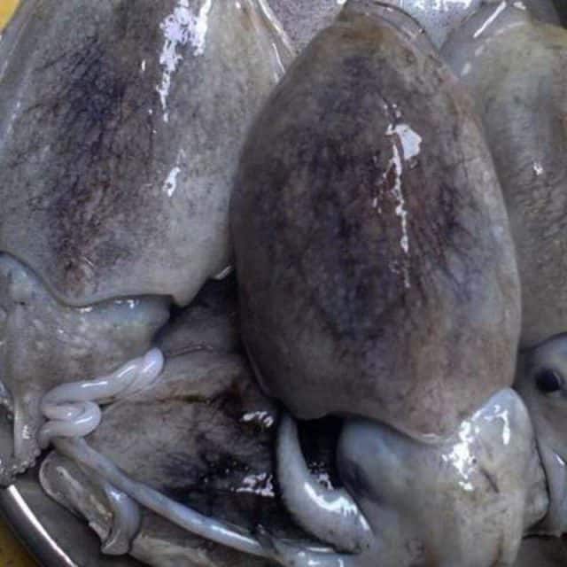 Mực nang - đặc sản Cửa Tùng Quảng Trị Mực nang - đặc sản Cửa Tùng Quảng Trị