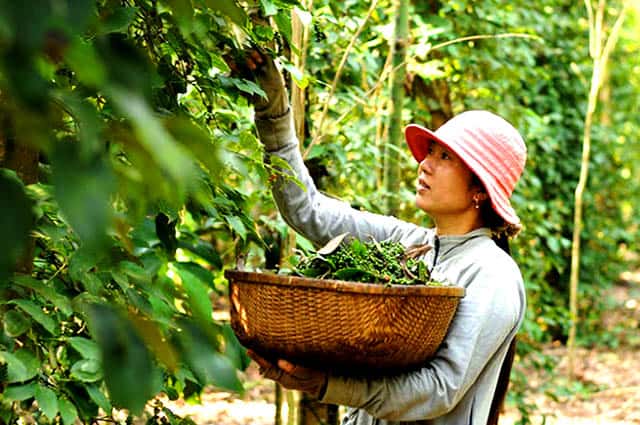 Người nông dân một nắng hai sương với vườn tiêu Người nông dân một nắng hai sương với vườn tiêu