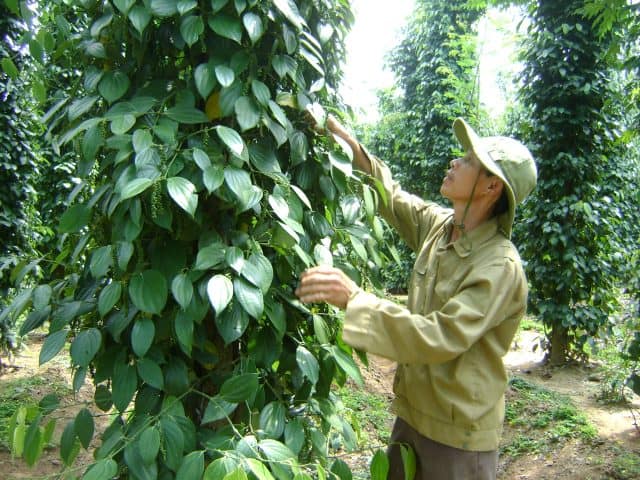Chi phí chăm sóc cho một ha tiêu khá cao Chi phí chăm sóc cho một ha tiêu khá cao