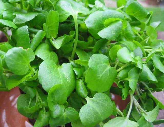 Rau xà lách xoong Cửa Tùng Rau xà lách xoong Cửa Tùng