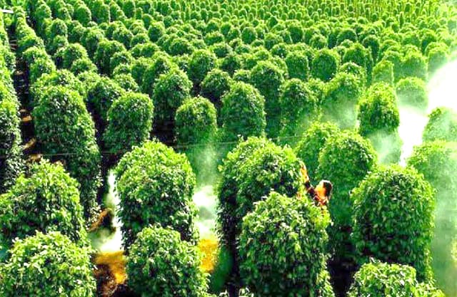 Vựa tiêu lớn sản lượng trung bình 800 tấn/năm Vựa tiêu lớn sản lượng trung bình 800 tấn/năm