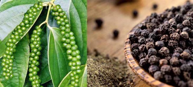 Tiêu đen được làm từ những hạt tiêu già có màu xanh Tiêu đen được làm từ những hạt tiêu già có màu xanh