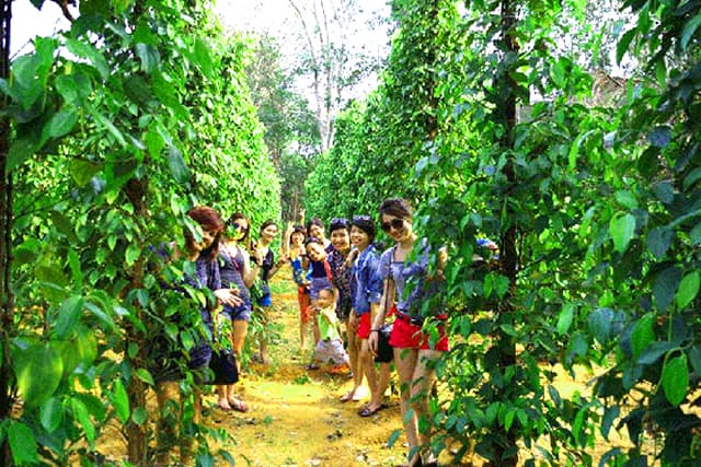 Khách du lịch tham quan vườn tiêu Khách du lịch tham quan vườn tiêu
