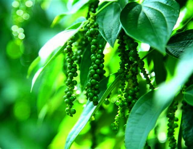 Tiêu còn xanh Tiêu còn xanh
