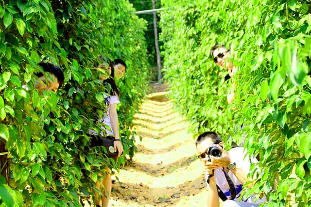 Chụp những bức hình đẹp ở vườn tiêu Chụp những bức hình đẹp ở vườn tiêu