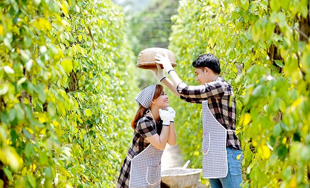 Vào vai một người nông dân trồng tiêu Vào vai một người nông dân trồng tiêu
