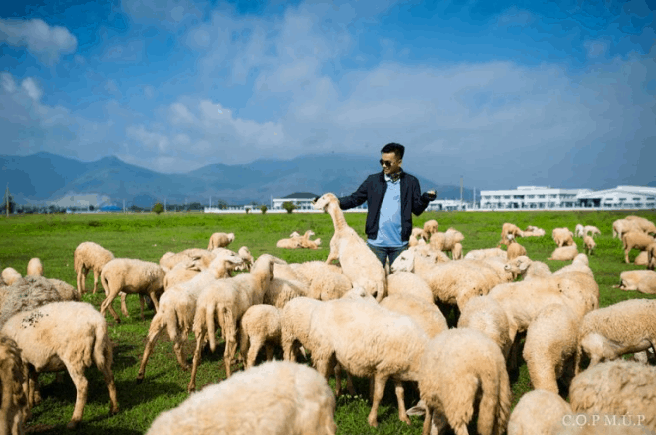 Đàn cừu (ảnh sưu tầm) hodota resort vũng tàu