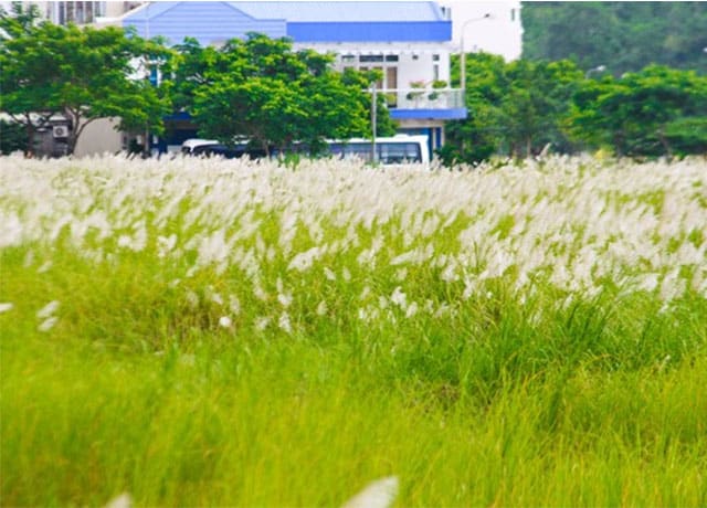 Cánh đồng cỏ lau trắng Đà Nẵng 03 Cánh đồng cỏ lau trắng Đà Nẵng 03