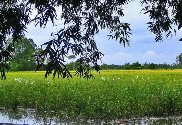Cảnh đàn cò đi kiếm ăn từ buổi sớm bình minh Cảnh đàn cò đi kiếm ăn từ buổi sớm bình minh