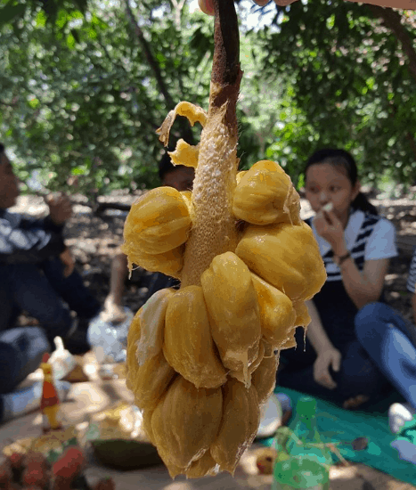 Trái cây tươi ngon (ảnh sưu tầm) phượt 1 ngày quanh sài gòn