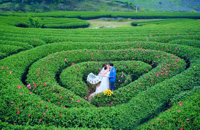 đồi chè trái tim ở mộc châu