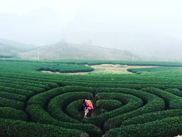 đồi chè trái tim mộc châu