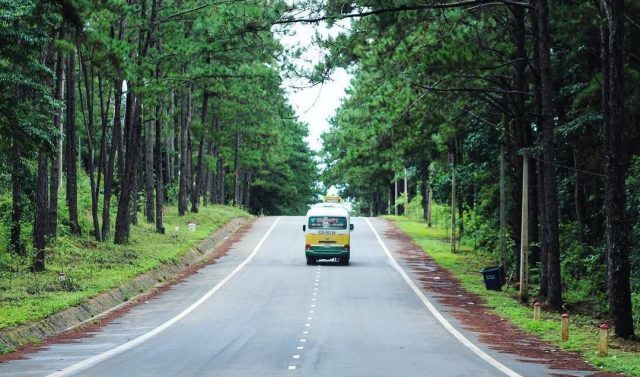 Rừng thông Măng Đen (Ảnh sưu tầm)