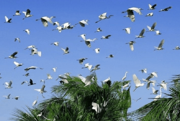 Chiêm ngưỡng hình ảnh đàn cò bay tại vườn cò Thủ Đức Chiêm ngưỡng hình ảnh đàn cò bay tại vườn cò Thủ Đức