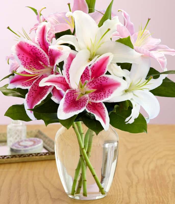 Hình ảnh hoa Lily Hình ảnh hoa Lily
