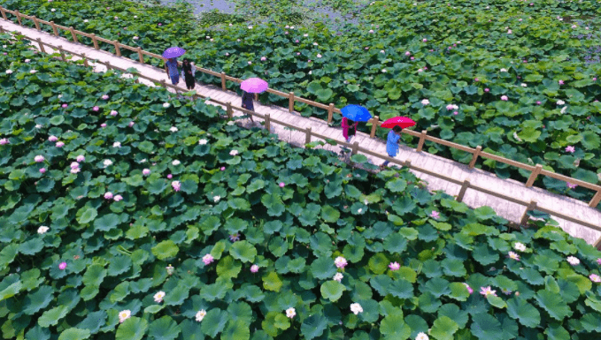 Hình ảnh du khách chiêm ngưỡng cảnh đẹp tại đầm sen Tam Đa