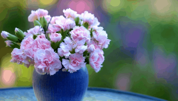 Hình ảnh hoa cẩm chướng Hình ảnh hoa cẩm chướng