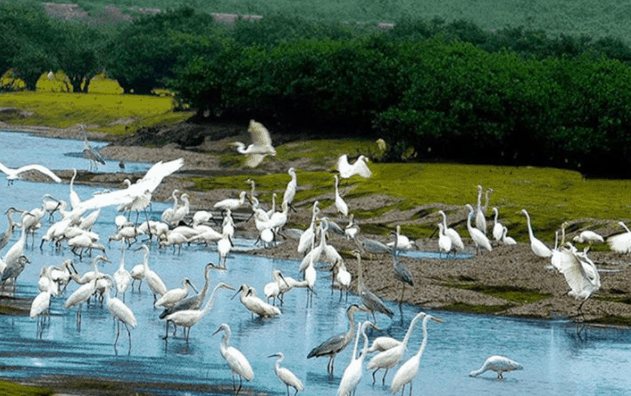 Ngắm đàn cò đang bắt mồi trên dòng sông Ngắm đàn cò đang bắt mồi trên dòng sông