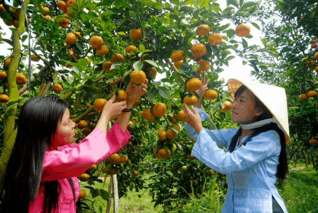 Trái cây ở vườn trái cây Mỹ Khánh (Ảnh ST)