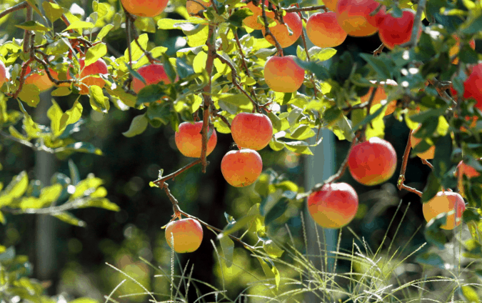 Trái cây thơm ngon ở vườn trái cây Mỹ Khánh (Ảnh ST)