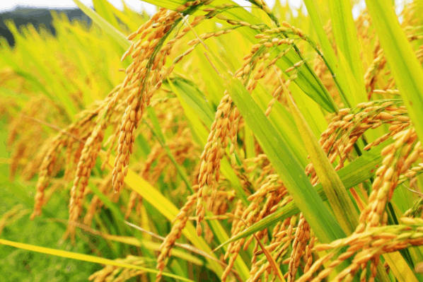 Đồng bằng sông Cửu Long được biết đến là vựa lúa lớn nhất cả nước Đồng bằng sông Cửu Long được biết đến là vựa lúa lớn nhất cả nước