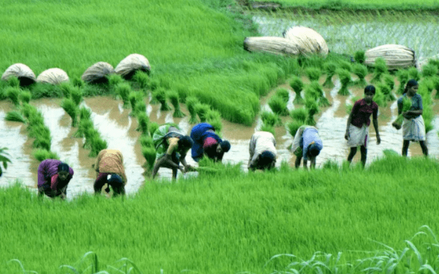 Khí hậu cận xích đạo thuận lợi cho sự phát triển của cây lúa nước Khí hậu cận xích đạo thuận lợi cho sự phát triển của cây lúa nước