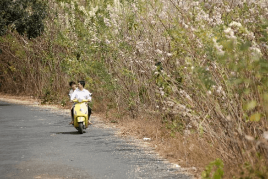 ngắm hoa anh đào ở vũng tàu