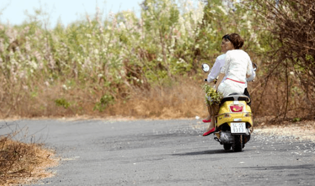 ngắm hoa anh đào ở vũng tàu