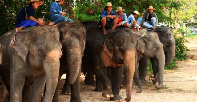 Pattaya Elephant Village - Làng voi Pattaya (Ảnh ST)