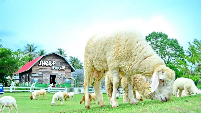 Những chú cừu dễ thương trong nông trại (Ảnh ST)