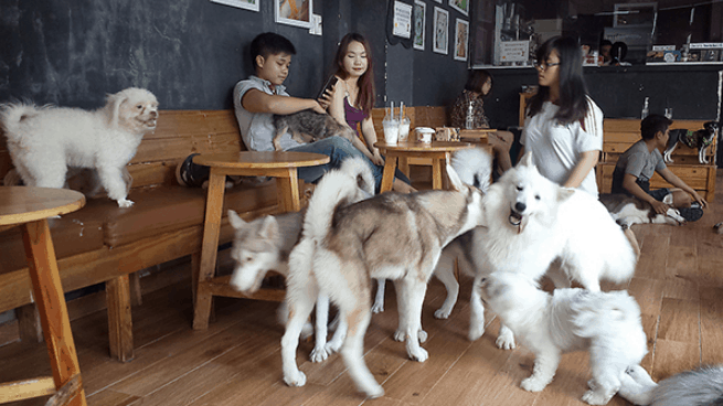 Thiết kế quán cafe thú cưng độc đáo, mới lạ.