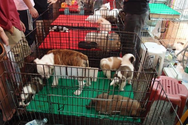 Những chú cún xinh xắn cũng được bán rất nhiều trong chợ (Ảnh ST)