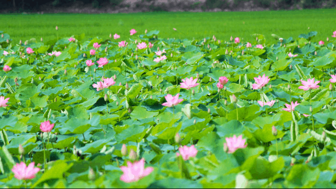 Khu du lịch sinh thái Đồng Tháp Mười- điểm chụp hình đẹp ở Long An Khu du lịch sinh thái Đồng Tháp Mười- điểm chụp hình đẹp ở Long An